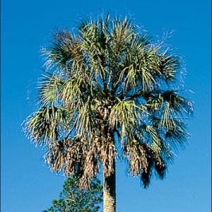 Meet your Posher, Luis